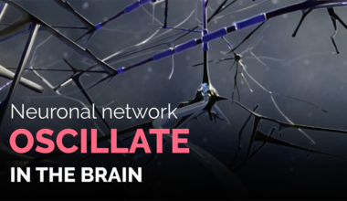 Neuronal-network-oscillations