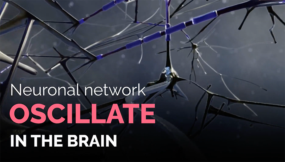 Neuronal network oscillations: the test biomarker for CNS drugs