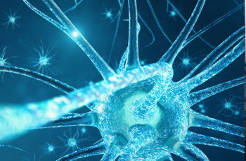 NMDA Receptor assays
