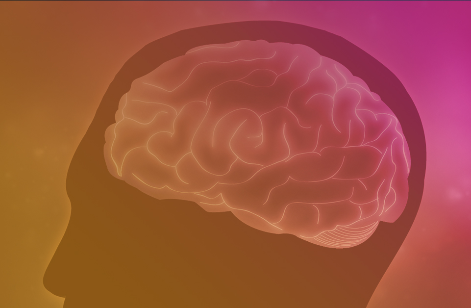 3D brain adhd webinar