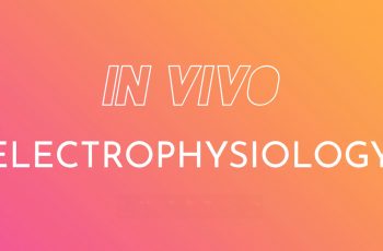 In vivo brain electrophysiology solutions