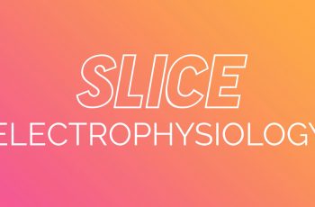 Slice electrophysiology solutions for CNS and Pain