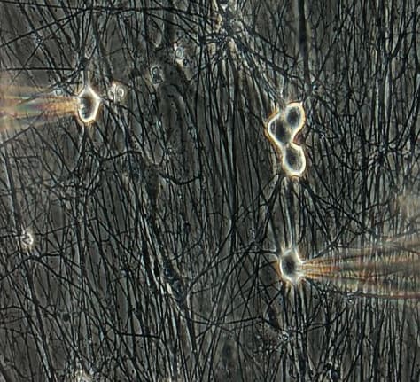 Cell Electrophysiology