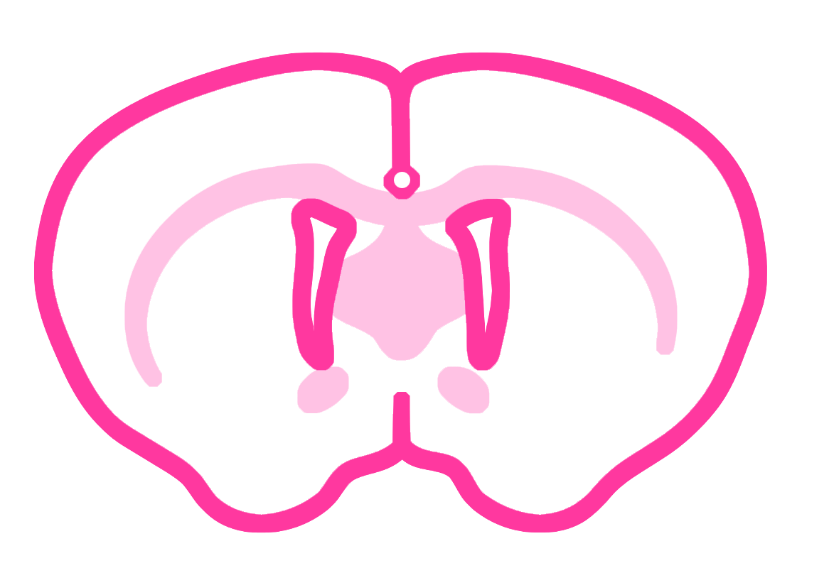 Icon of rodent brain slice