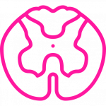 icon of a spinal cord slice