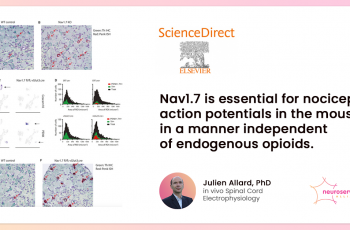 Role of Nav1.7 in Mouse Nociceptor Action Potentials