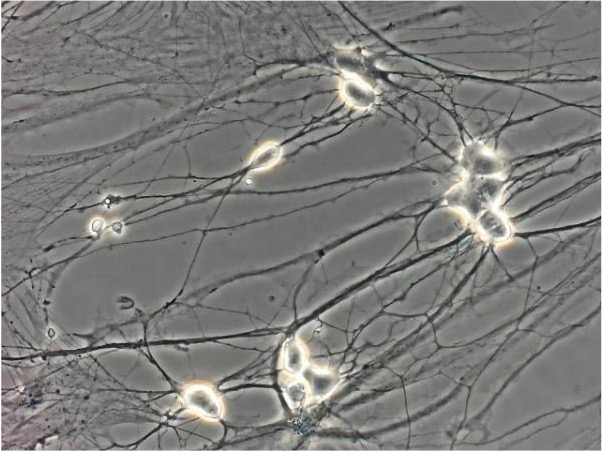 Microscopic image of cells