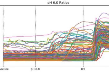 TRP Agonists Mobilize Calcium Responses in Rat DRG Sensory Neurons