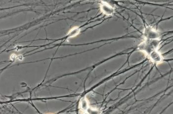 MINI EPSCs in Human iPSC-Derived Neurons: Maturation Profiling Across Glutamatergic and Motor Neuron Subtypes