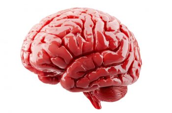 Human Brain Slice Electrophysiology for CNS Target Validation: When It Fits and When It Doesn’t 